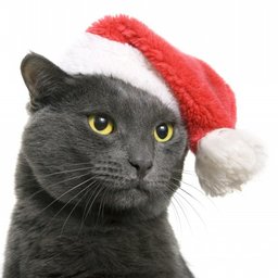 smartcat77