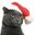 smartcat77