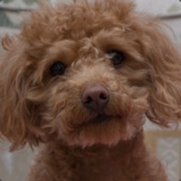 COOKIE_DOG