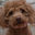 COOKIE_DOG