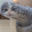 good kittens