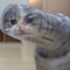 good kittens