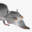 Rat Gang