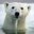 Polar beasts (was deleted at: 2018-12-08T16:09:49.8479502Z)