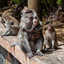 Monkesqd