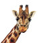 Giraffes