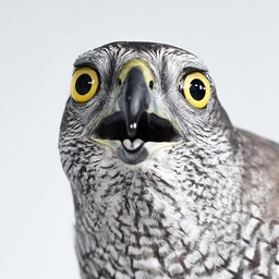 SirBirdsalot#2474