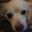 Pedraw