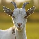 GOATFF