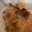GezondeCavia