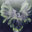 phenix
