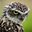 The_Owls