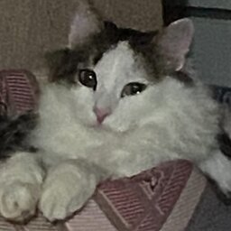 zikcha