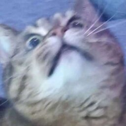 midorisaur