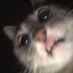 BARSIK123