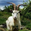 🐐K0zY🐐