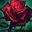 TeamRedRose