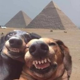 MrSuspect Nostradamus