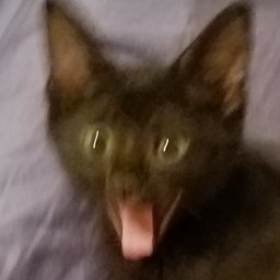 little moron