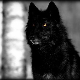 -LoneWolf