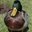 Duck.