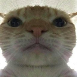 Flinke poes