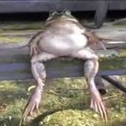 beloviccc