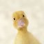 duckmaster