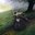 randagast