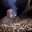warreen-