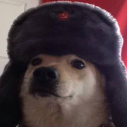 DOGELP7