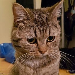 DerKleineFrechdachsMegi