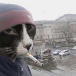 katocat14