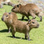 capybara trainers (was deleted at: 2023-01-09T19:51:01.0388599Z)