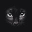 cat earded