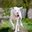 Great White Danes