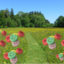 Meadow Ecstasy