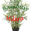Bambusy Milera (was deleted at: 2023-09-11T18:41:19.4360297Z)