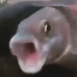 Frostbite_Corn