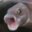 Frostbite_Corn