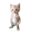 peraspoop
