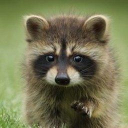 Silent_Raccoonn