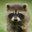 Silent_Raccoonn