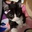 Gatinhos Lunares (was deleted at: 2024-09-16T22:38:26.0486308Z)