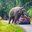 Loxodonta Africana