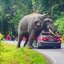 Loxodonta Africana