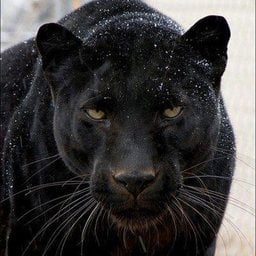 BleakPantera