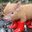 Dyansty of Farm Animals