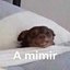 Dyneaim