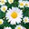 Daisies